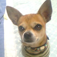 ��,�C�k,dog