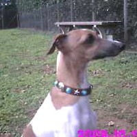 ��,�C�k,dog