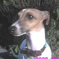 ��,�C�k,dog