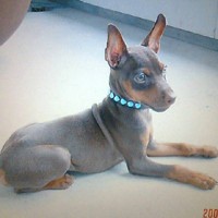 ��,�C�k,dog