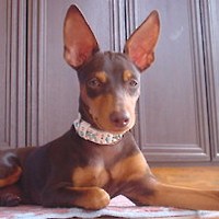 ��,�C�k,dog