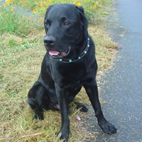 ��,�C�k,dog