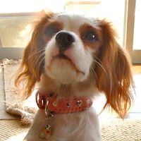 ��,�C�k,dog
