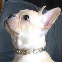 ��,�C�k,dog