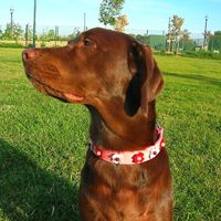 ��,�C�k,dog