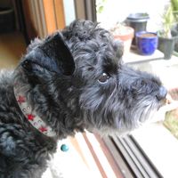 ��,�C�k,dog