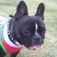 ��,�C�k,dog