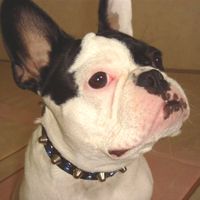 ��,�C�k,dog