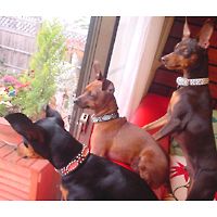 ��,�C�k,dog