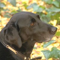 ��,�C�k,dog