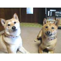 ��,�C�k,dog