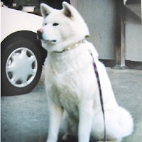��,�C�k,dog