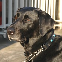 ��,�C�k,dog