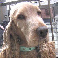 ��,�C�k,dog