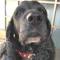 ��,�C�k,dog