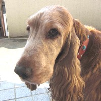 ��,�C�k,dog