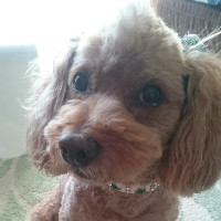 犬